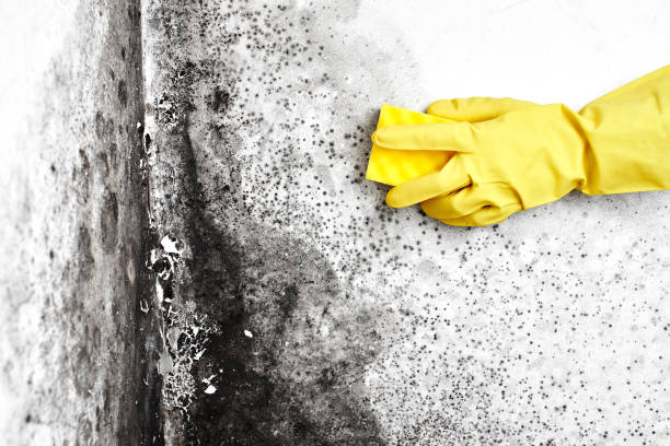 Best Emergency Mold Removal  in Levittown, PA