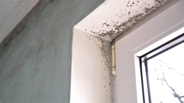 Best Certified Mold Removal  in Levittown, PA