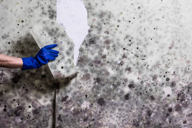 Best Attic Mold Removal  in Levittown, PA
