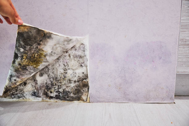 Best Commercial Mold Removal  in Levittown, PA